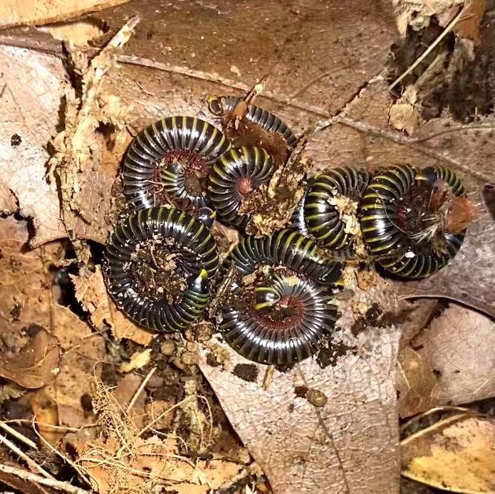 Bumblebee millipedes