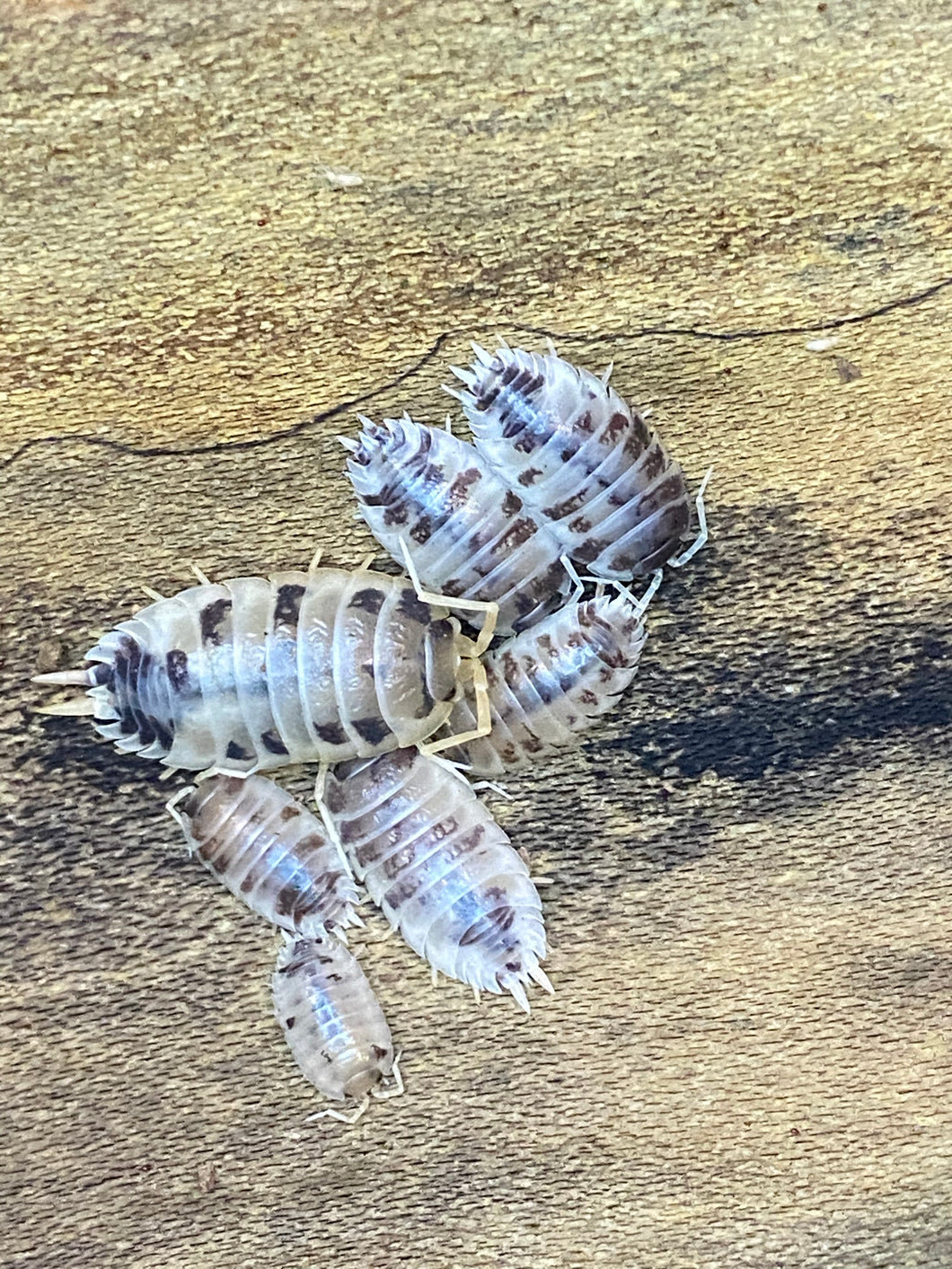 Porcellio laevis 'Dairy Cow' Isopods